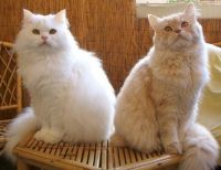 American Longhair Cats Photos
