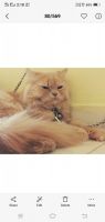 American Longhair Cats for sale in Bhopal, Madhya Pradesh, India. price: 20000 INR