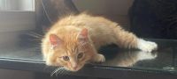 American Longhair Cats for sale in Woodbury, NJ 08096, USA. price: NA
