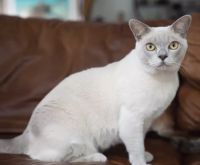 American Longhair Cats for sale in Amador City, California. price: $90