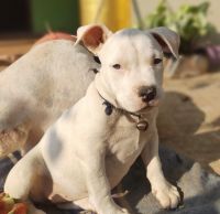 American Mastiff Puppies for sale in Muzaffarnagar, Uttar Pradesh, India. price: 25000 INR