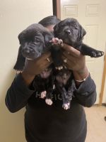 American Mastiff Puppies for sale in Ottumwa, IA 52501, USA. price: NA