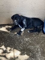 American Mastiff Puppies for sale in Barstow, CA, USA. price: NA