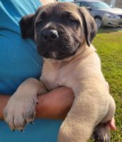 American Mastiff Puppies for sale in Jackson County, OH, USA. price: NA
