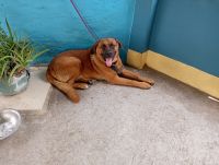 American Mastiff Puppies for sale in West Bengal 712513, India. price: 10000 INR