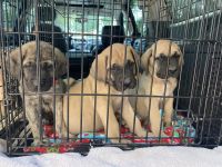 American Mastiff Puppies for sale in St Paul, MN, USA. price: NA