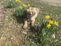 American Mastiff Puppies for sale in Chillicothe, OH 45601, USA. price: NA