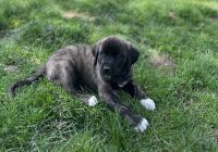 American Mastiff Puppies Photos