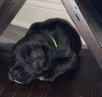 American Mastiff Puppies for sale in Louisville, KY, USA. price: NA