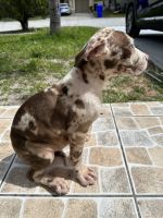American Mastiff Puppies for sale in Kissimmee, FL, USA. price: NA