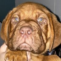 American Mastiff Puppies for sale in Columbus, OH, USA. price: $6,800