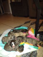 American Mastiff Puppies for sale in Orlando, FL, USA. price: $800