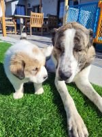 American Mastiff Puppies for sale in Las Vegas, NV, USA. price: NA