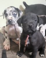 American Mastiff Puppies for sale in Gastonia, North Carolina. price: $1,000