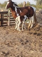 American Paint Horse Horses for sale in Gila Bend, AZ 85337, USA. price: $1,000