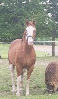 American Paint Horse Horses for sale in Auburn, IN 46706, USA. price: $1,400
