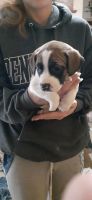 American Pit Bull Terrier Puppies for sale in Pikeville, KY 41501, USA. price: NA