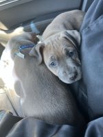 American Pit Bull Terrier Puppies for sale in Atlanta, GA, USA. price: NA