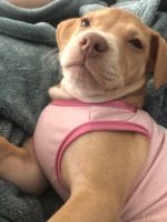 American Pit Bull Terrier Puppies for sale in Westland, MI, USA. price: NA