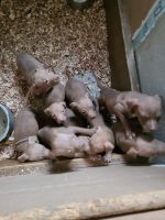 American Pit Bull Terrier Puppies for sale in Detroit, MI, USA. price: NA