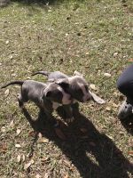 American Pit Bull Terrier Puppies for sale in Wauchula, FL 33873, USA. price: NA