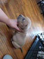 American Pit Bull Terrier Puppies for sale in Laurens, SC 29360, USA. price: NA