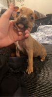 American Pit Bull Terrier Puppies for sale in Visalia, CA, USA. price: NA