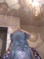 American Pit Bull Terrier Puppies for sale in Dudley, NC 28333, USA. price: NA