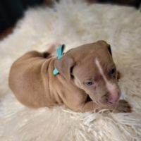 American Pit Bull Terrier Puppies for sale in Vancouver, WA, USA. price: NA