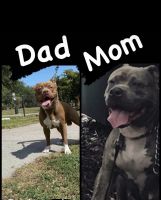 American Pit Bull Terrier Puppies for sale in Tamarac, FL, USA. price: NA