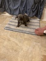 American Pit Bull Terrier Puppies for sale in Kennett, MO 63857, USA. price: NA