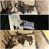 American Pit Bull Terrier Puppies for sale in Detroit, MI 48209, USA. price: NA