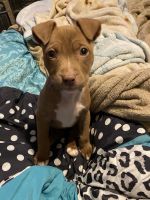 American Pit Bull Terrier Puppies for sale in San Antonio, TX 78217, USA. price: NA
