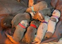 American Pit Bull Terrier Puppies for sale in Sherman, TX, USA. price: NA