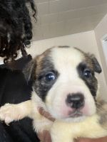American Pit Bull Terrier Puppies for sale in Cleveland, OH, USA. price: NA