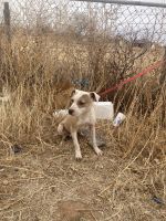 American Pit Bull Terrier Puppies for sale in Lubbock, TX 79403, USA. price: NA