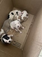 American Pit Bull Terrier Puppies for sale in Spring, TX 77373, USA. price: NA