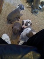 American Pit Bull Terrier Puppies for sale in 3912 Berkshire Ave, Memphis, TN 38108, USA. price: NA