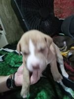American Pit Bull Terrier Puppies for sale in Tyler, TX 75701, USA. price: NA