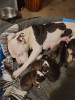 American Pit Bull Terrier Puppies for sale in Harrisburg, PA, USA. price: NA