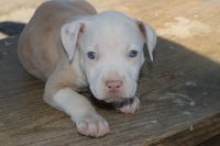 American Pit Bull Terrier Puppies for sale in Livermore, CA, USA. price: NA
