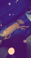 American Pit Bull Terrier Puppies for sale in 1050 Mt Olivet Rd NE, Washington, DC 20002, USA. price: NA