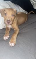 American Pit Bull Terrier Puppies for sale in Minneapolis, MN 55416, USA. price: NA