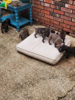 American Pit Bull Terrier Puppies for sale in 3111 Arkansas Rd, West Monroe, LA 71291, USA. price: NA