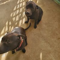 American Pit Bull Terrier Puppies for sale in Juneau, WI 53039, USA. price: NA