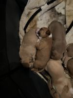 American Pit Bull Terrier Puppies for sale in 11715 Easy St, Largo, FL 33773, USA. price: NA