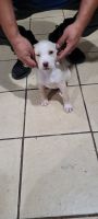 American Pit Bull Terrier Puppies for sale in Houston, TX 77018, USA. price: NA