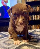 American Pit Bull Terrier Puppies for sale in 2 Shangri-La Ln, Batesville, AR 72501, USA. price: NA