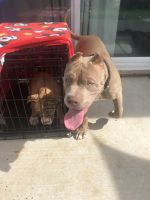 American Pit Bull Terrier Puppies for sale in 13767 Yerba Buena Ave, Gustine, CA 95322, USA. price: NA