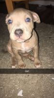American Pit Bull Terrier Puppies for sale in Portales, NM 88130, USA. price: NA